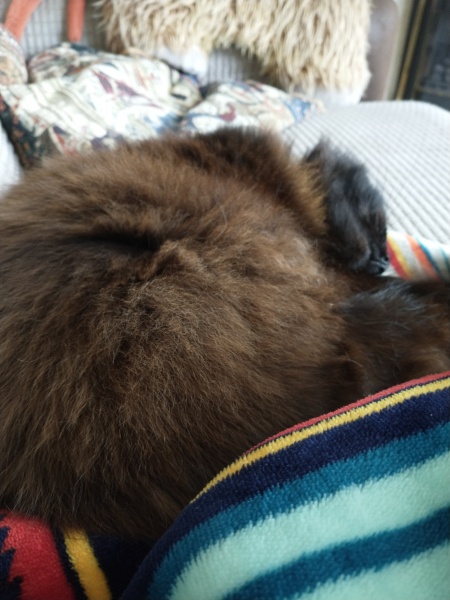 How did you meet your feline overlords?
