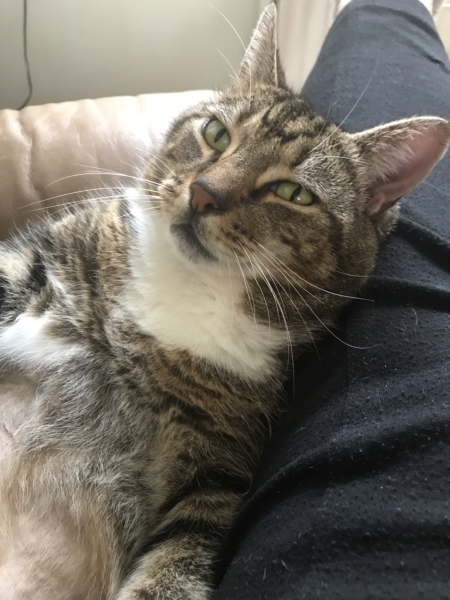 Further Adventures of the Excellent Cats