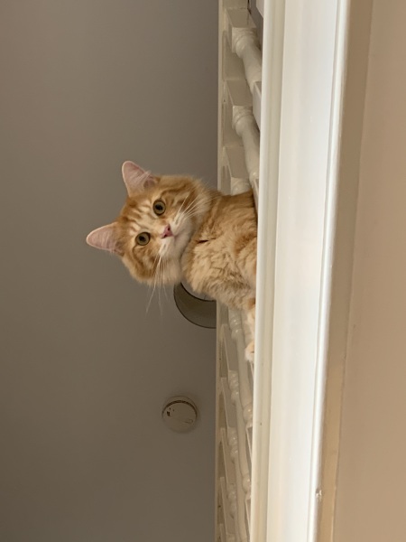 Kittens and stairs