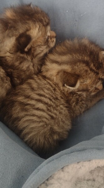 Further Adventures of the Excellent Cats
