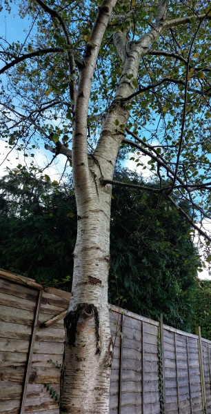 What have you done in the garden today? Part 3