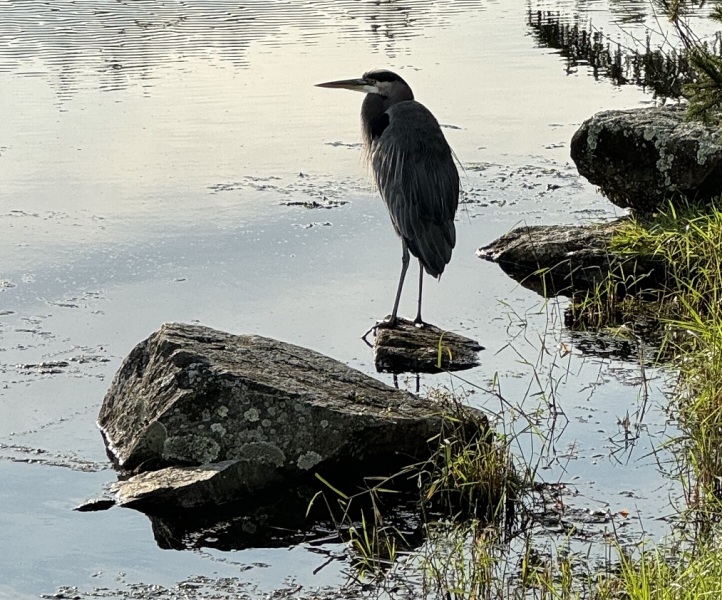 Come and tell me your dull and unexciting news 26: Calmly through the day 