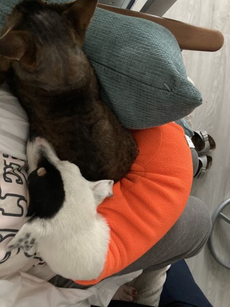 overblanket for dog ?