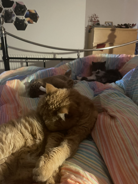 Potential new inmate at Toddler Towers.