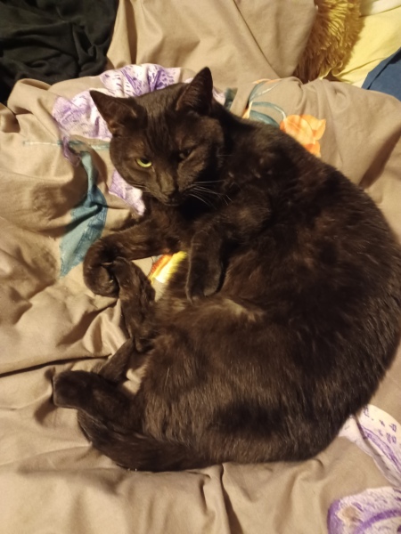 National Black Cat Day today, 27th October.