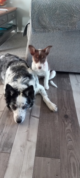Puppy Survival Thread - for old and new pups