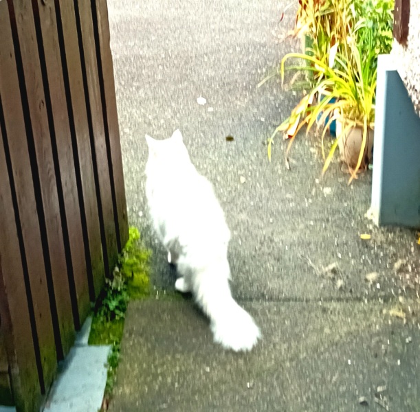 The Very Eventful Lives of the Excellent Cats