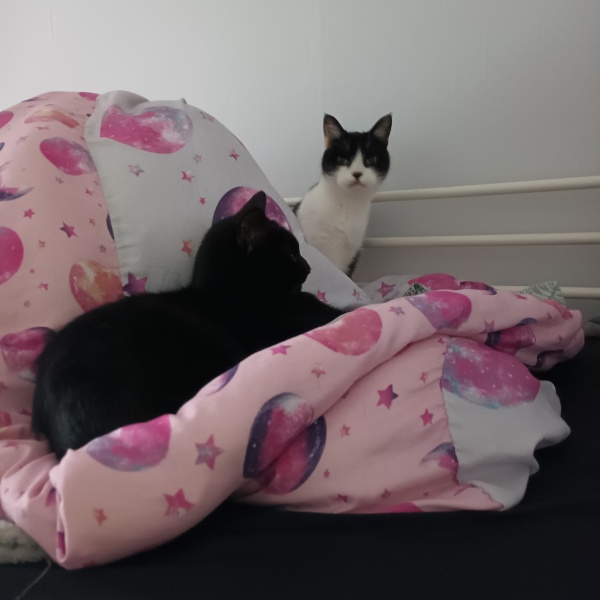Help! Sick cat and TMI smell! What could be cause?!