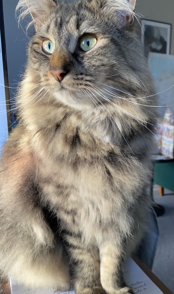 Magnificent whiskers