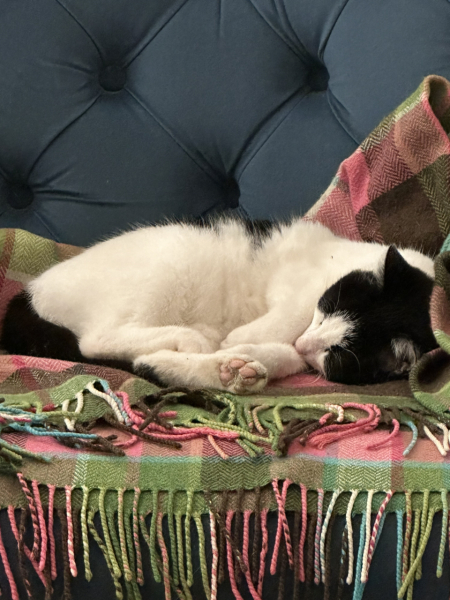 How did you meet your feline overlords?