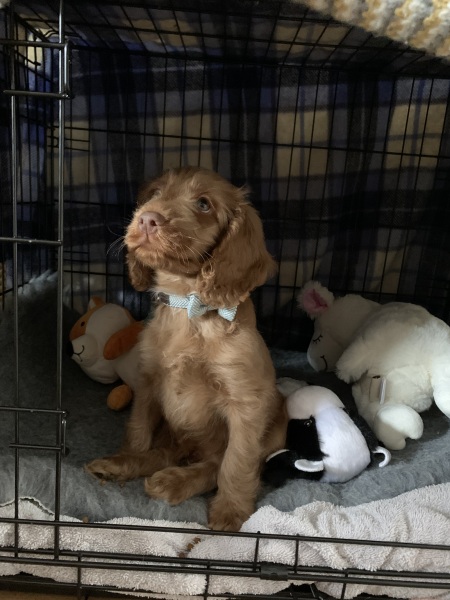 Puppy Survival Thread - for old and new pups