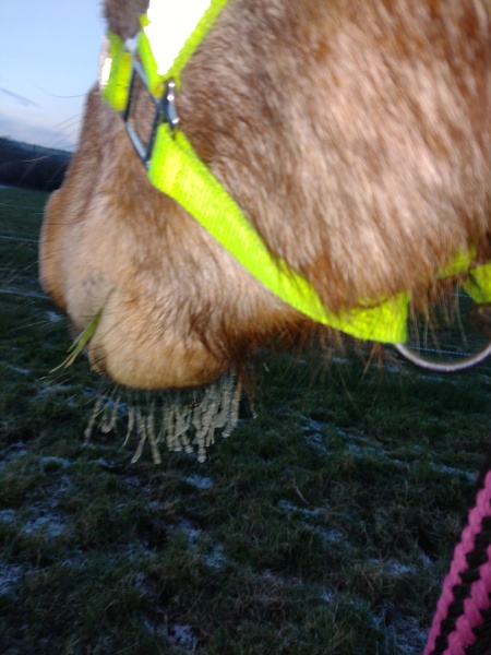 Why do horses get coats and cows don't?