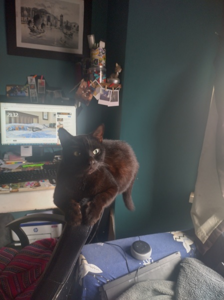 Further Adventures of the Excellent Cats