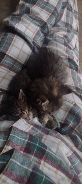 The Very Eventful Lives of the Excellent Cats