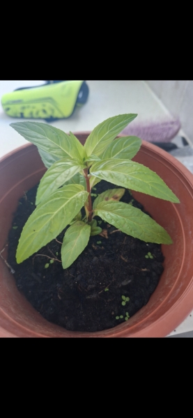 What plant/weed is this?