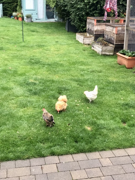 Small issue with my neighbour…