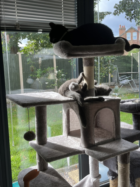 How many cats is too many ?