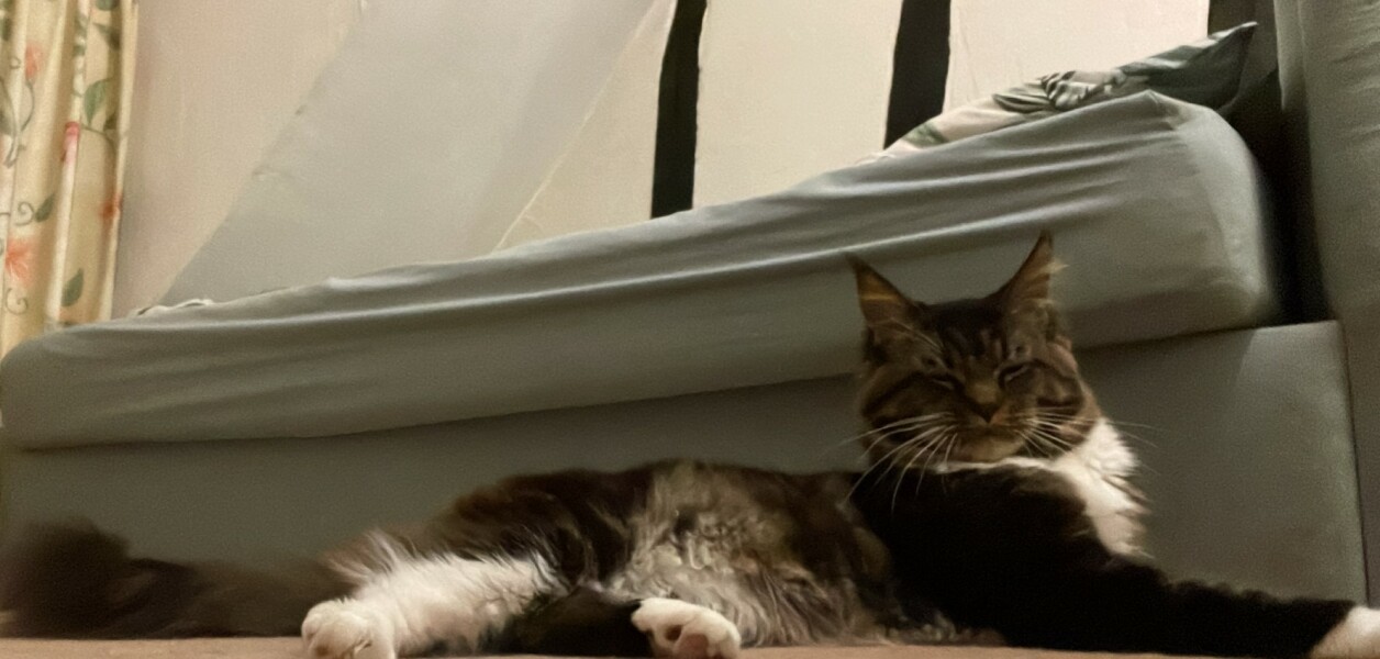 Maine Coon