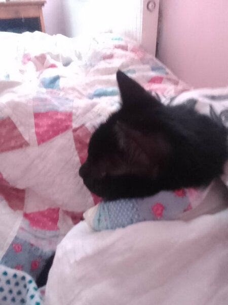 National Black Cat Day today, 27th October.