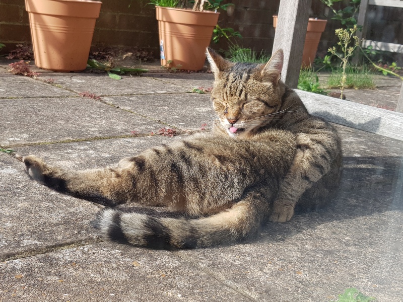 Thug cat part 5 - For he will not do destruction, if he is well-fed, neither will he spit without provocation.