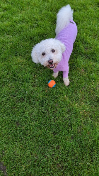 Is it worth investing in a fancy raincoat/overall for our cocker ?