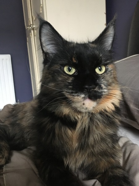 Maine Coon