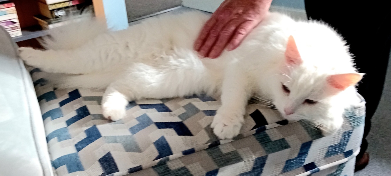 Further Adventures of the Excellent Cats