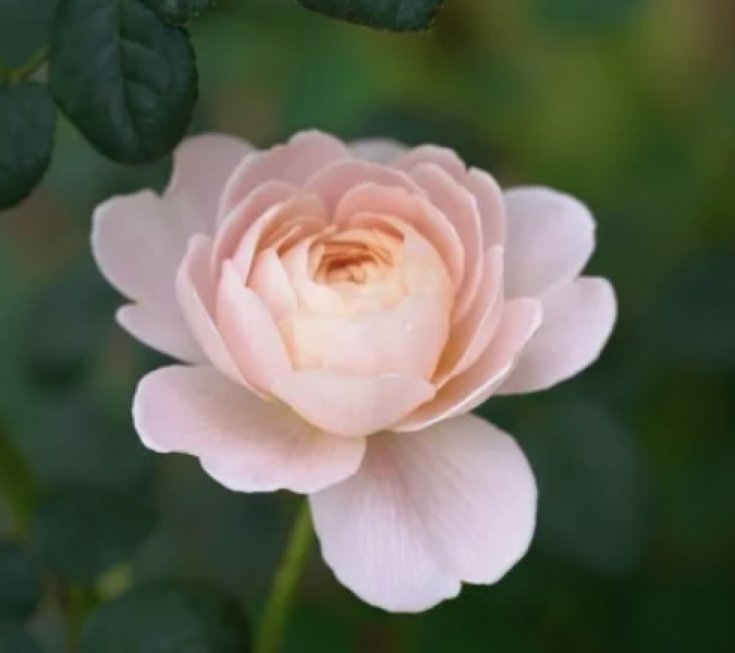 Please help me choose 6 new roses!