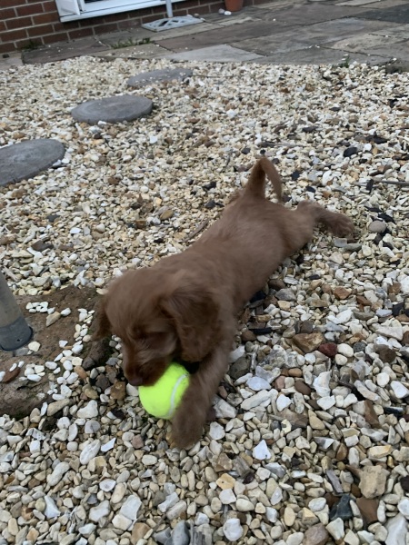 Puppy Survival Thread - for old and new pups