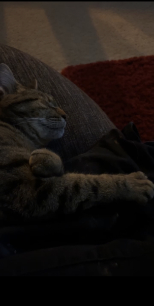 Thug cat part 5 - For he will not do destruction, if he is well-fed, neither will he spit without provocation.