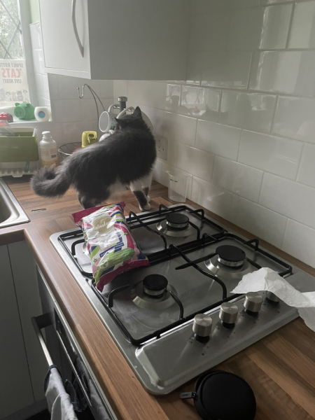 Anyone have Flat cat screens?