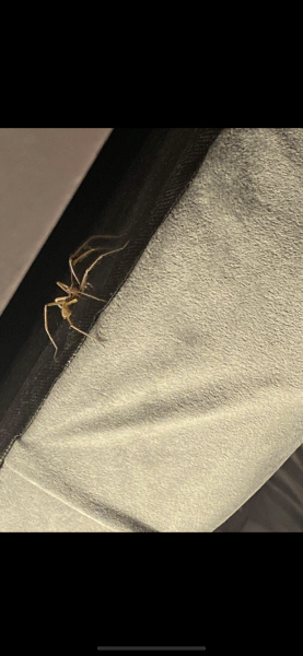 Spider repellent?