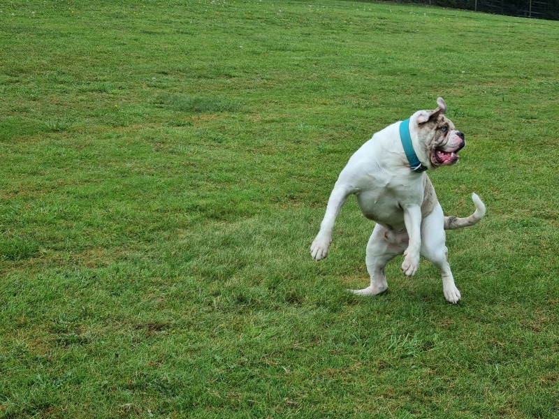 I’ve been asked my dog’s gender for a course we’re going on
