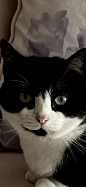 Cleaner let cats into living room