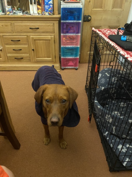 Someone thought my dog was an XL bully