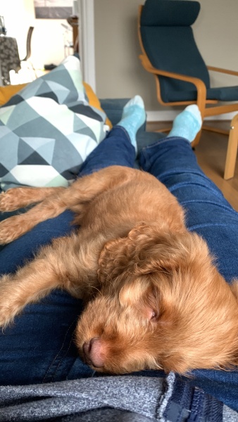 Puppy Survival Thread - for old and new pups