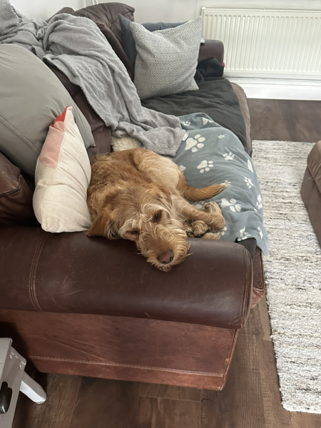 Your favourite unexpected thing about your dog