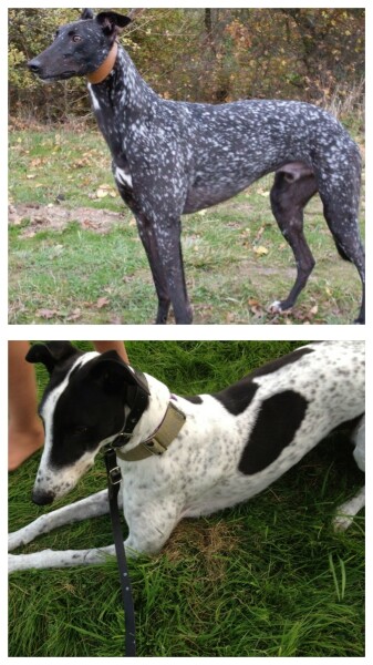 Someone thought my dog was an XL bully