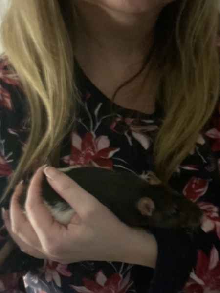 Does this look infected? Rat bite