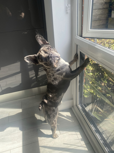 Someone thought my dog was an XL bully