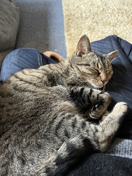 Does anyone own a bengal cat?