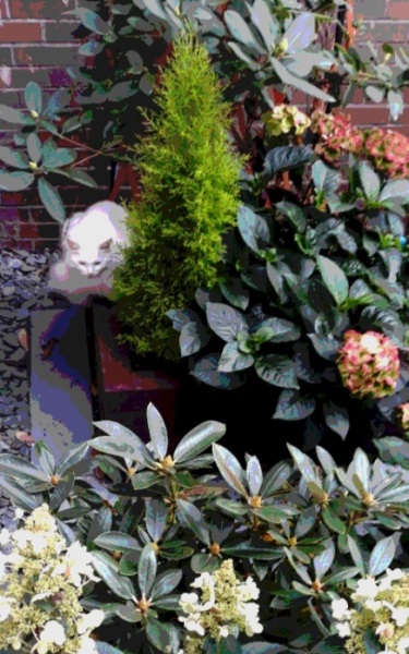 Further Adventures of the Excellent Cats