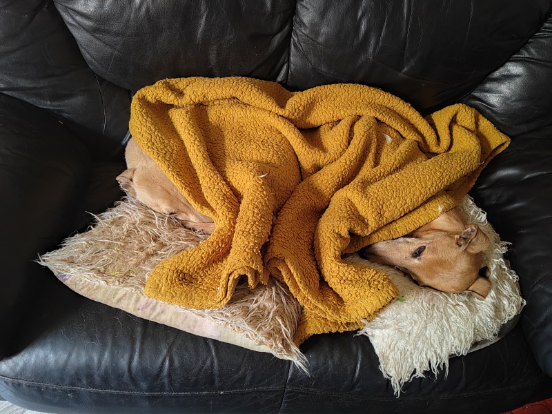 overblanket for dog ?