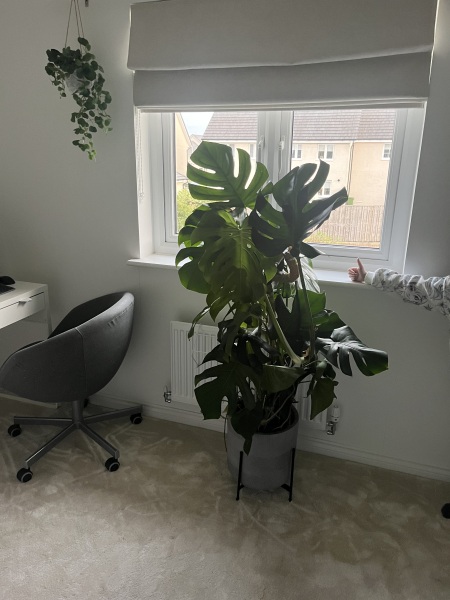 My cheese plant is taking over