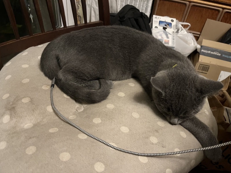 The Very Eventful Lives of the Excellent Cats