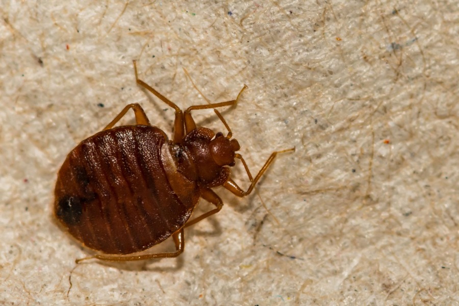 Is this a bedbug?!