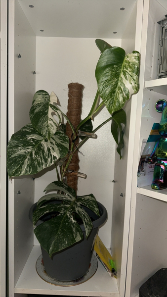 Worried about monstera - what's wrong? (With pics)