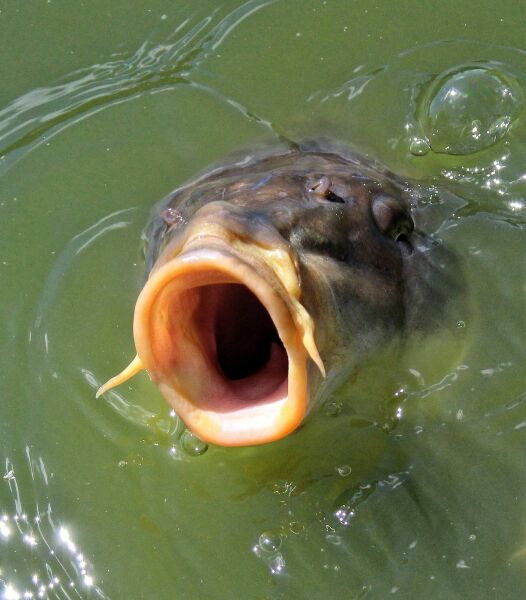 Tongue Erection?! Has anyone else experienced this bizarreness!