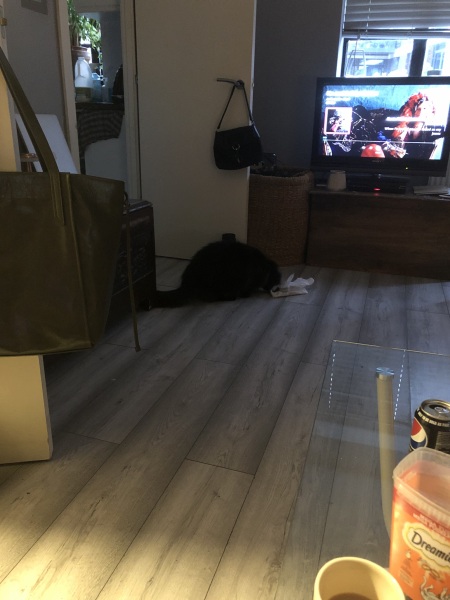 Further Adventures of the Excellent Cats