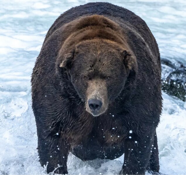AIBU to bring 'Fat Bear Week' to your attention?